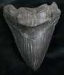 Serrated Megalodon Tooth - South Carolina #7478-1